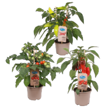 Snackplantjes